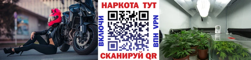 Псилоцибиновые грибы Ессентуки